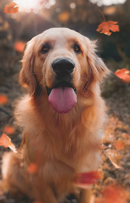 Golden Retriever